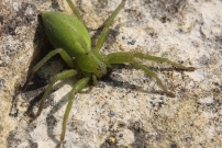 Micrommate de Ligurie (Araneae - Sparassidae - Micrommata ligurina)
